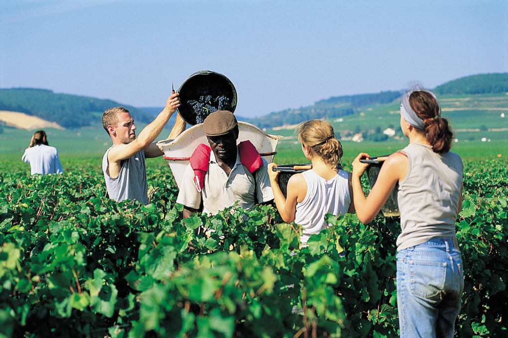 04-ambiance-bourgogne-vignobles